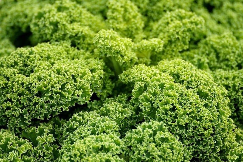 Kale Chips